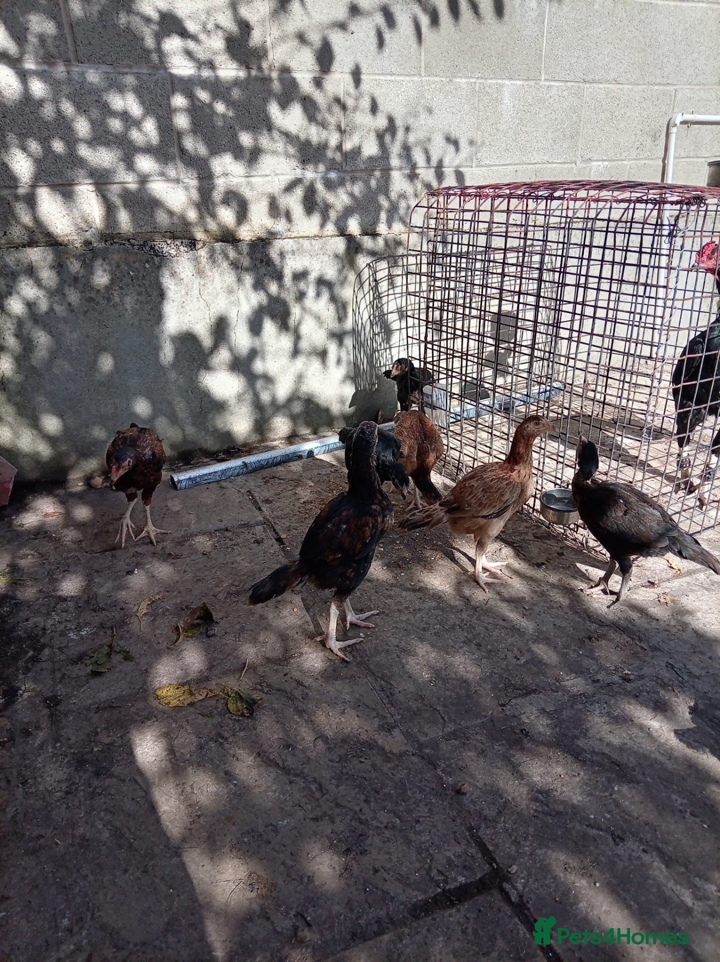 Chickens poultry Various Pakistani aseels  - Advert 1