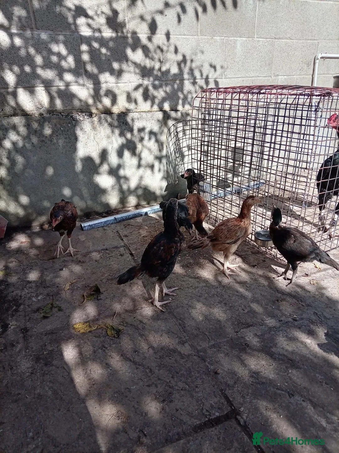 Chickens poultry for sale: Various Pakistani aseels  - Advert 1