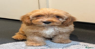 Cavapoo dogs - Advert 12