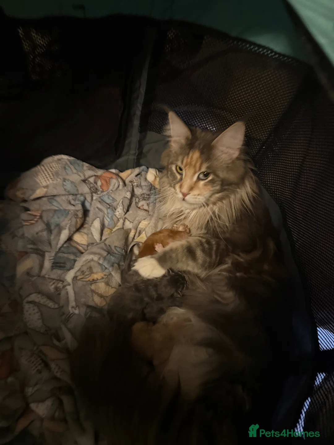 Maine Coon cats for sale: Rare beautiful reds, creams and blue Maine Coons - Advert 20