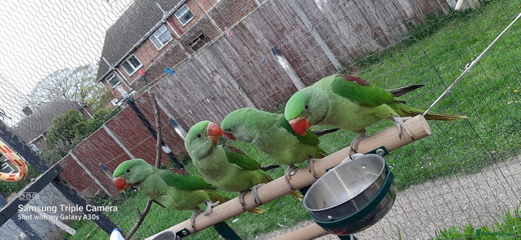 Parrots birds in Peterborough - Advert 9