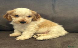 Cocker Spaniel dogs for sale: Show Cocker Spaniel girls - Image 6