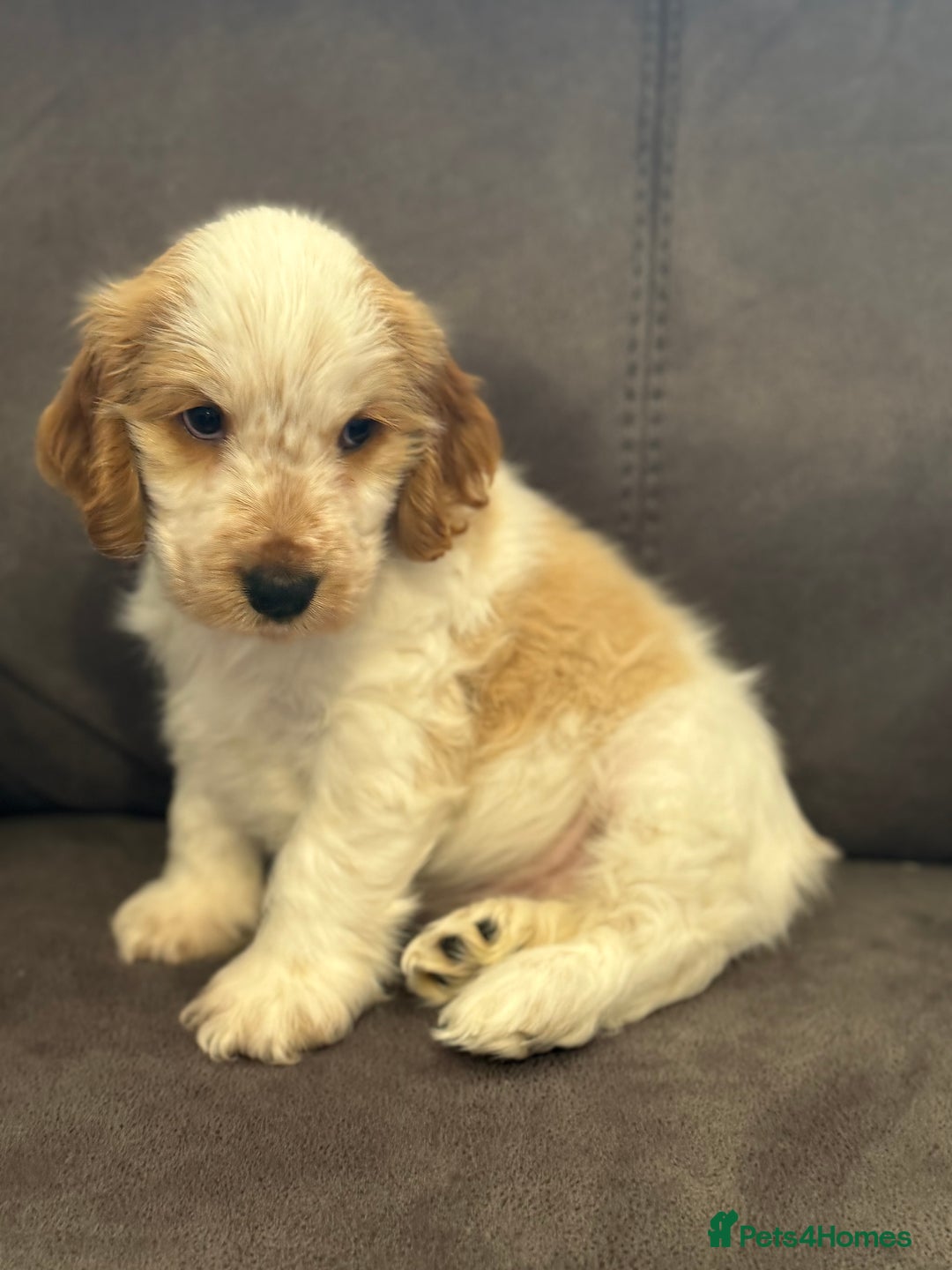 Cocker Spaniel dogs for sale: Show Cocker Spaniel girls - Image 6
