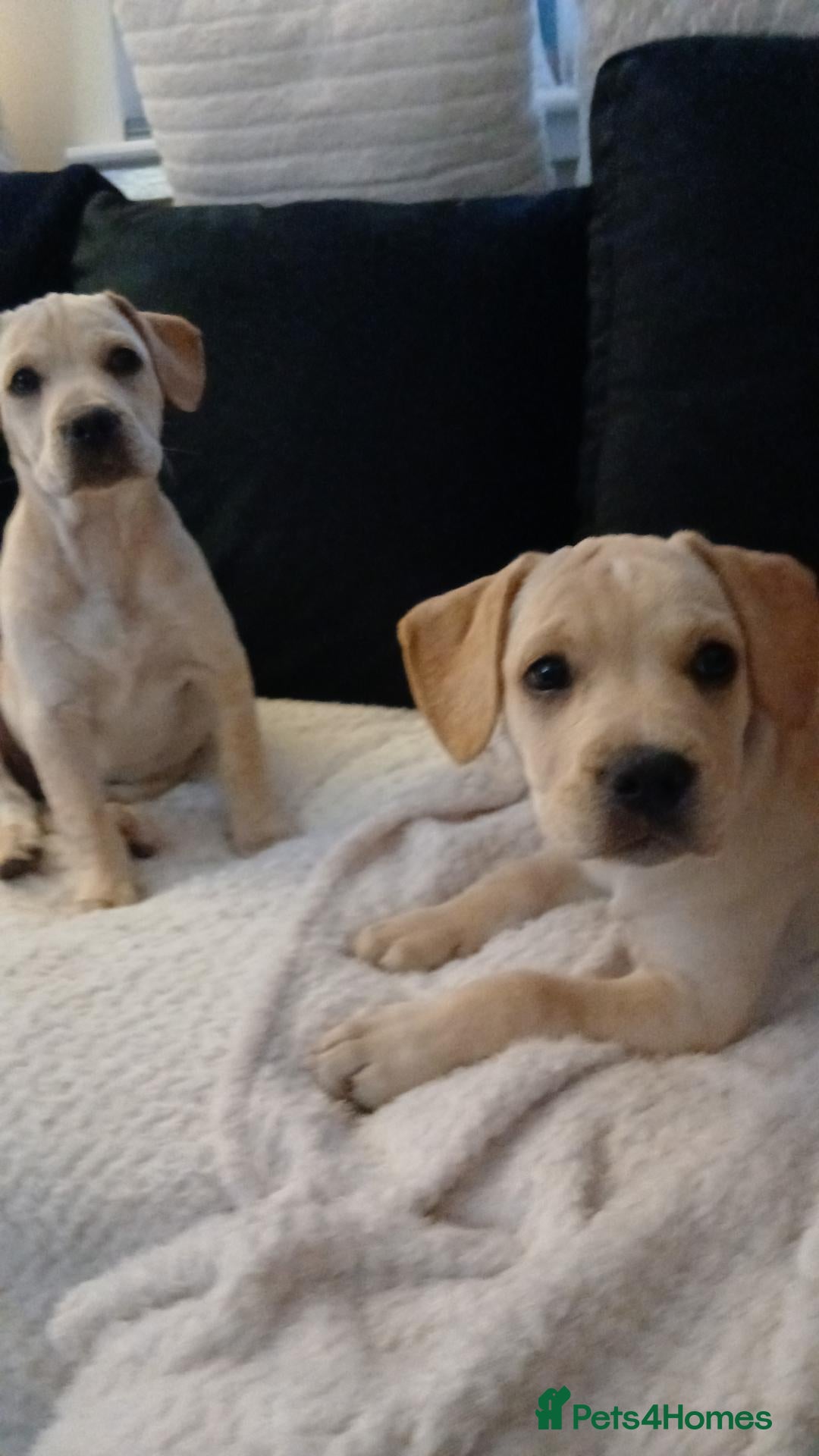 Mixed Breed dogs Labrador x  - Advert 1