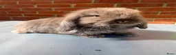 Mini Lop rabbits for sale: Chocolate Mini Lop Buck  - Advert 3