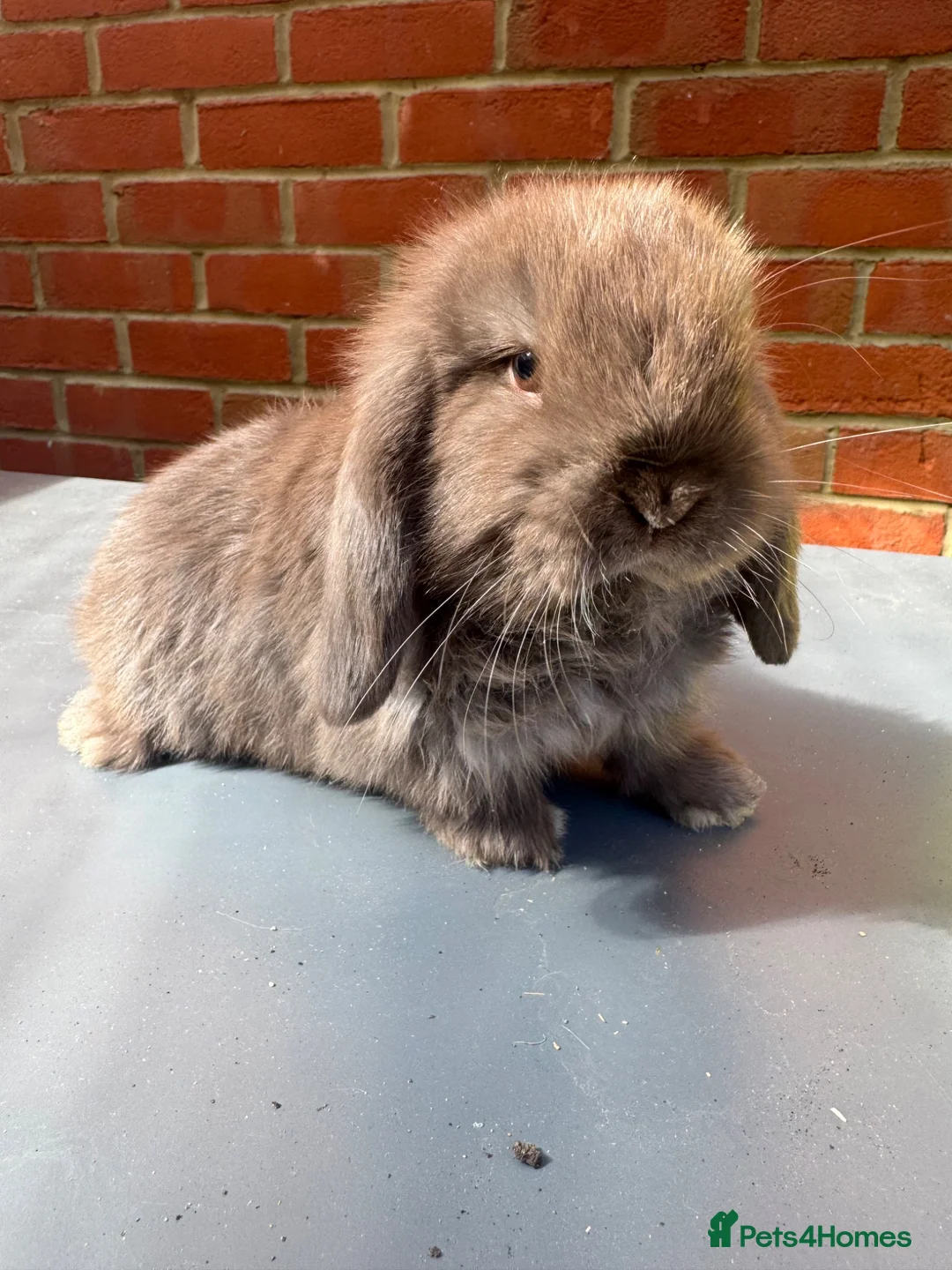 Mini Lop rabbits for sale: Chocolate Mini Lop Buck  - Advert 3
