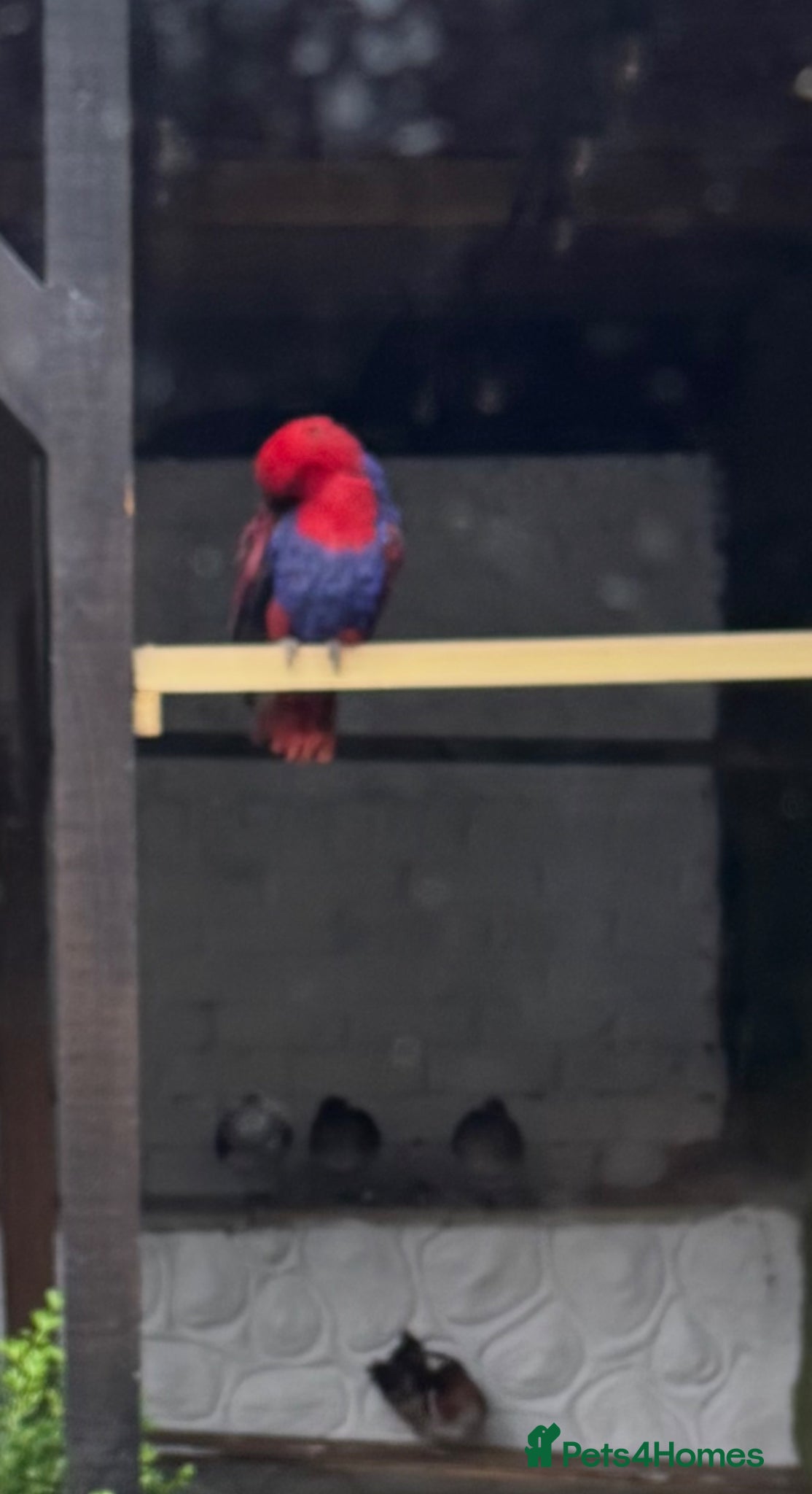 Parrots birds for sale: Eclectus parrot - Advert 6