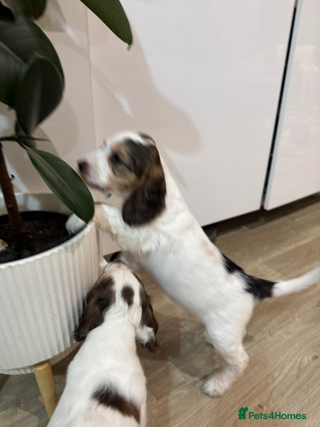 Cocker Spaniel dogs for sale: Fantastic Show / Working Cocker Spaniels - Advert 38