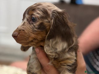 Dachshund dogs Long haired dachshunds - Advert 9