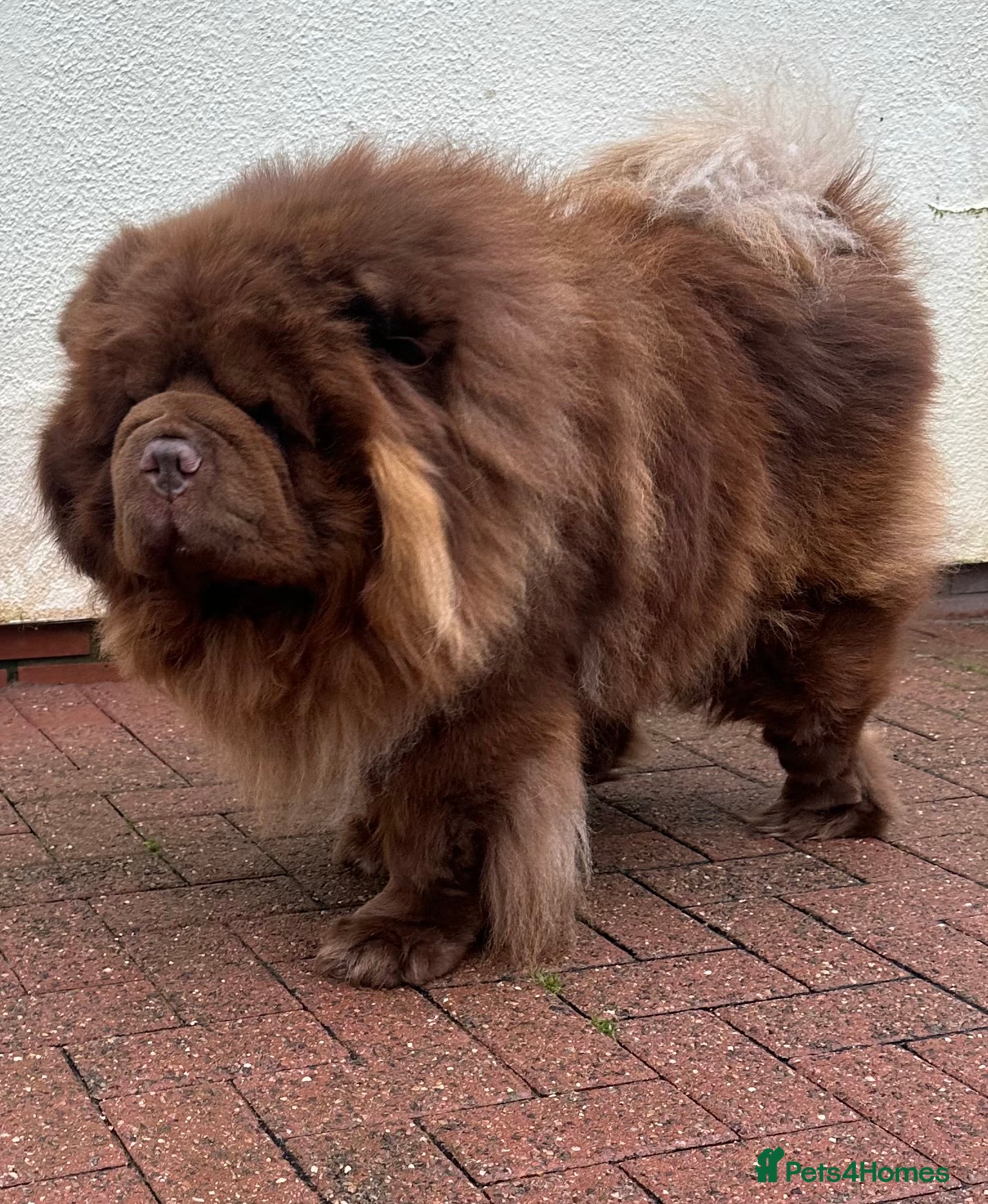 Chow Chow dogs Chocolate delight Bruno - Advert 1