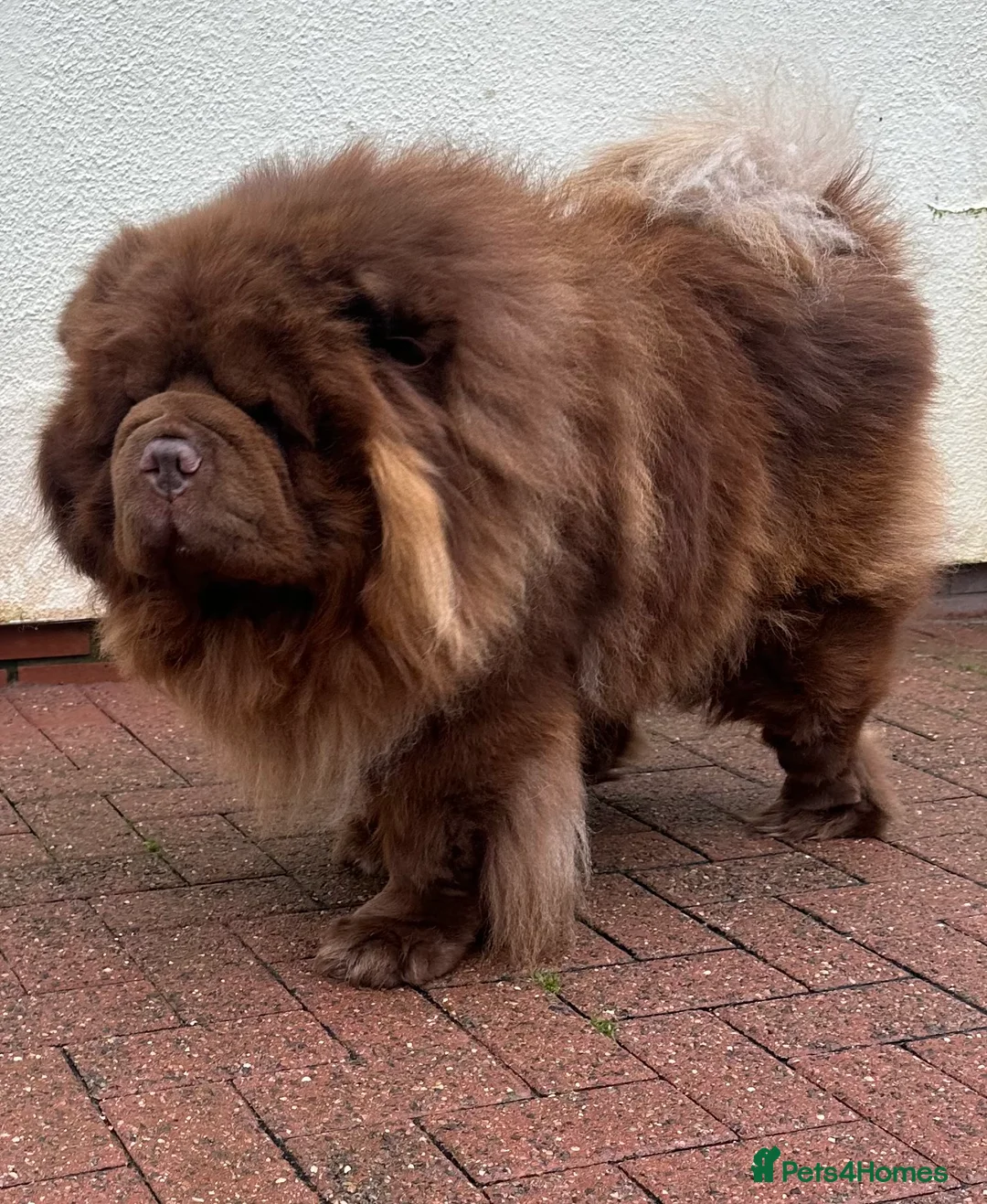 Chow Chow dogs for stud: Chocolate delight Bruno - Advert 1