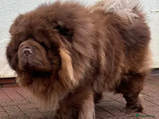 Chow Chow dogs Chocolate delight Bruno - Advert 1