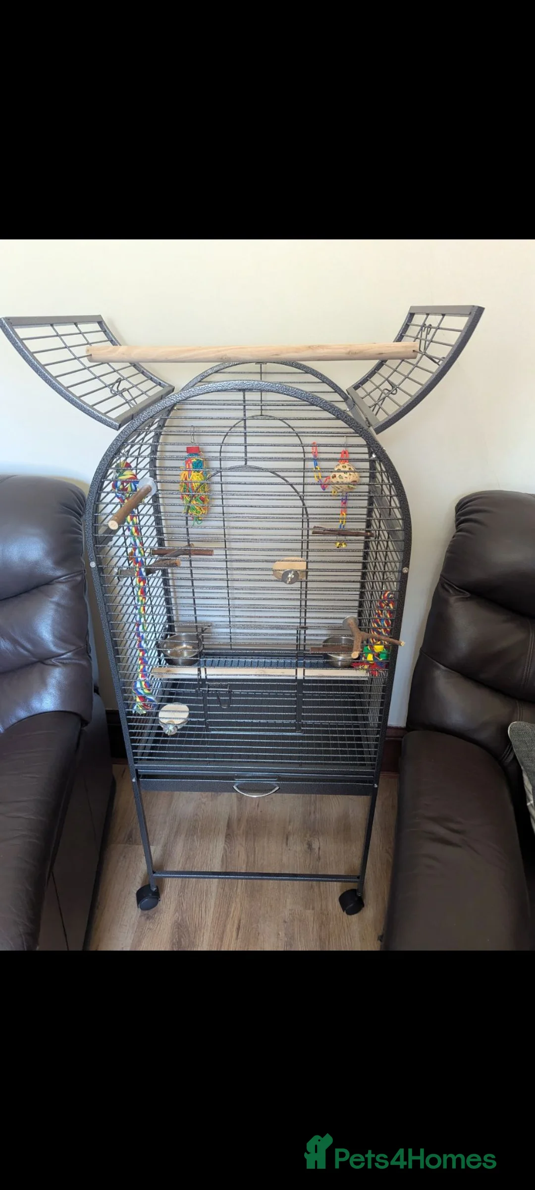 Conures birds for sale: Green cheek conure  in Arbroath - Advert 3