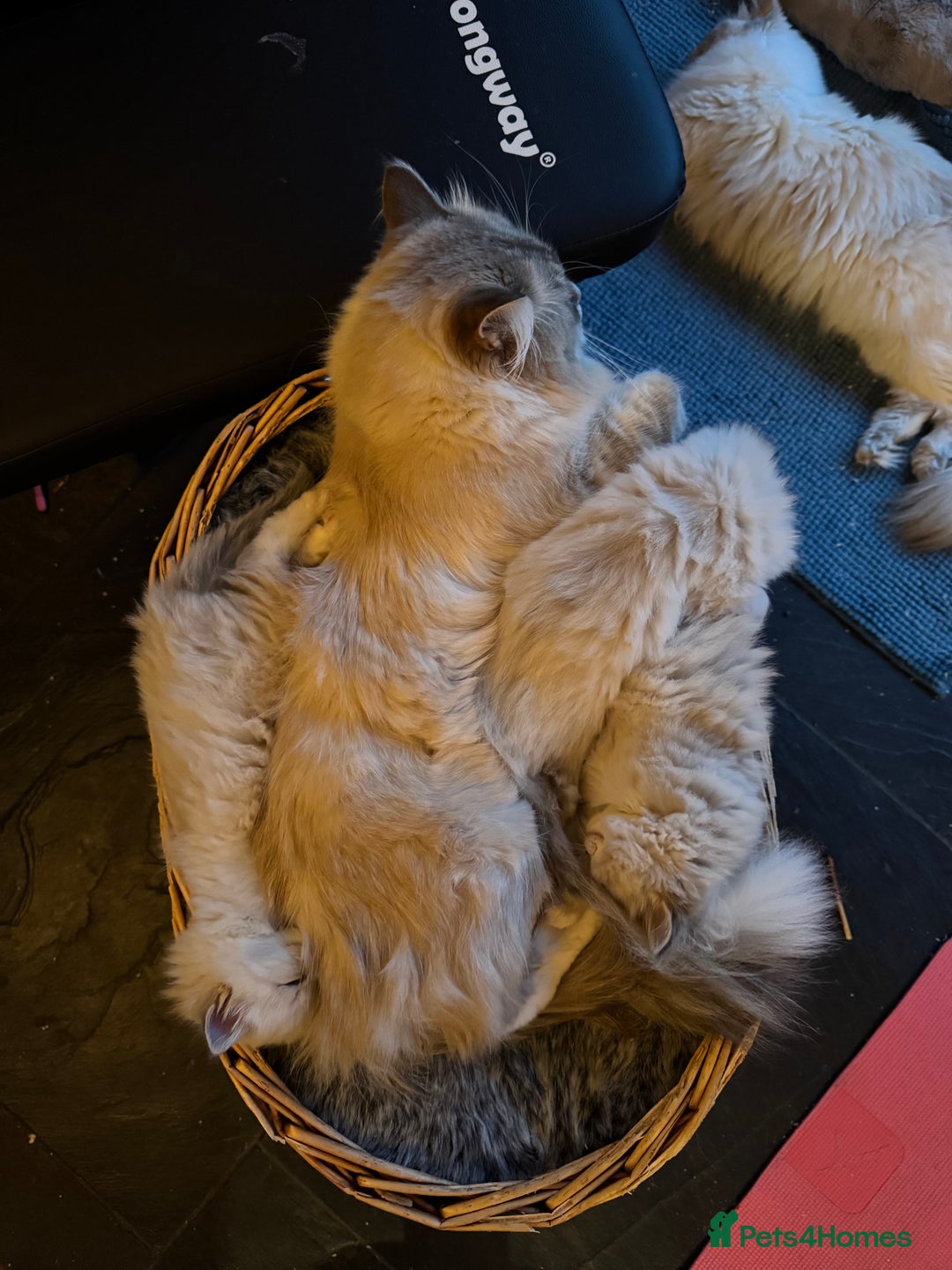 Ragdoll cats for sale: Beautiful Siberian Ragdoll cross kittens for sale - Advert 7