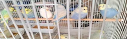 Budgerigars birds for sale: Budgies for sale Birmingham  - Advert 23