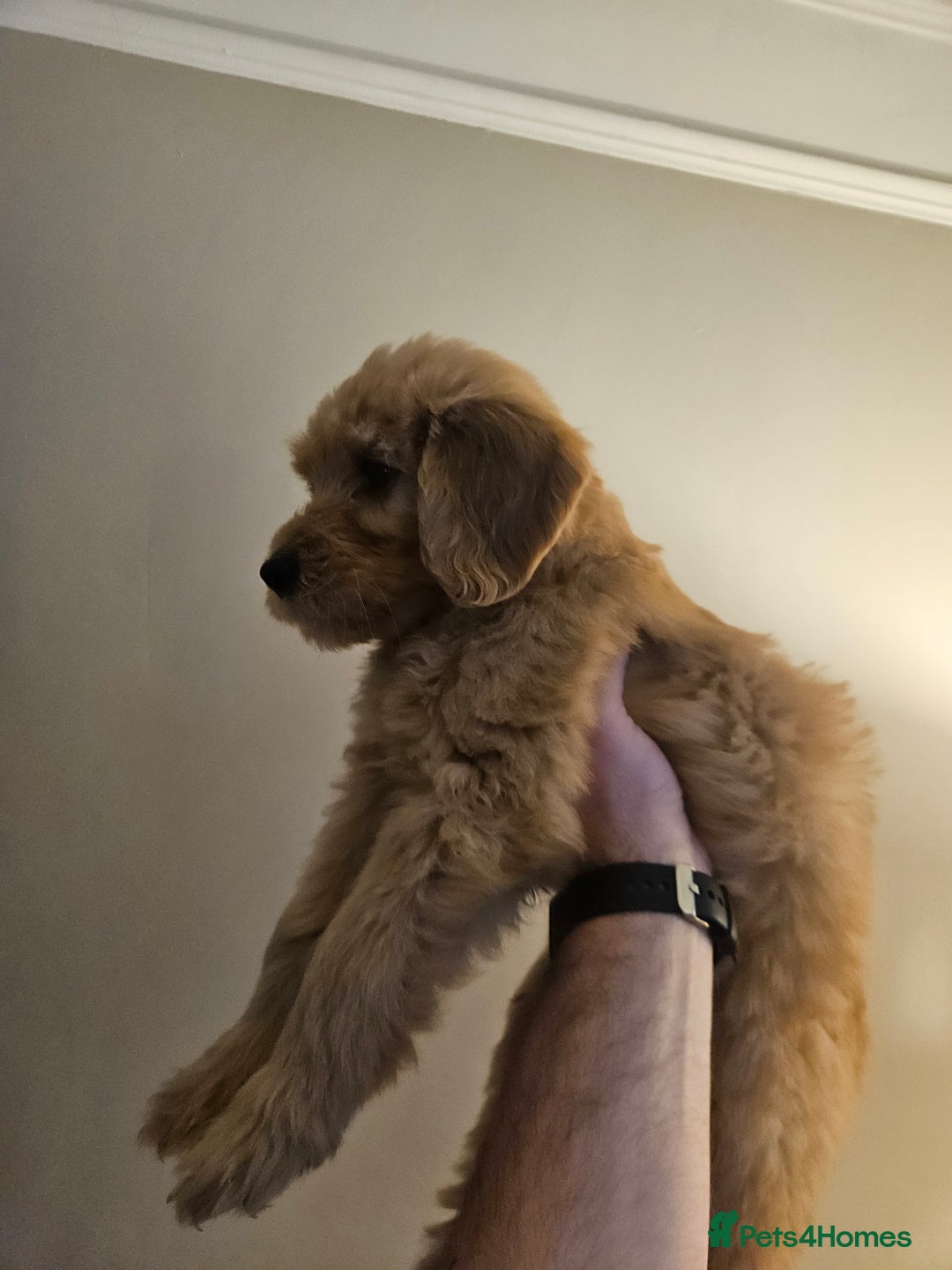 Goldendoodle dogs for sale: Goldendoodle Puppies - Advert 12