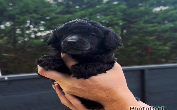 Miniature Poodle dogs - Advert 3