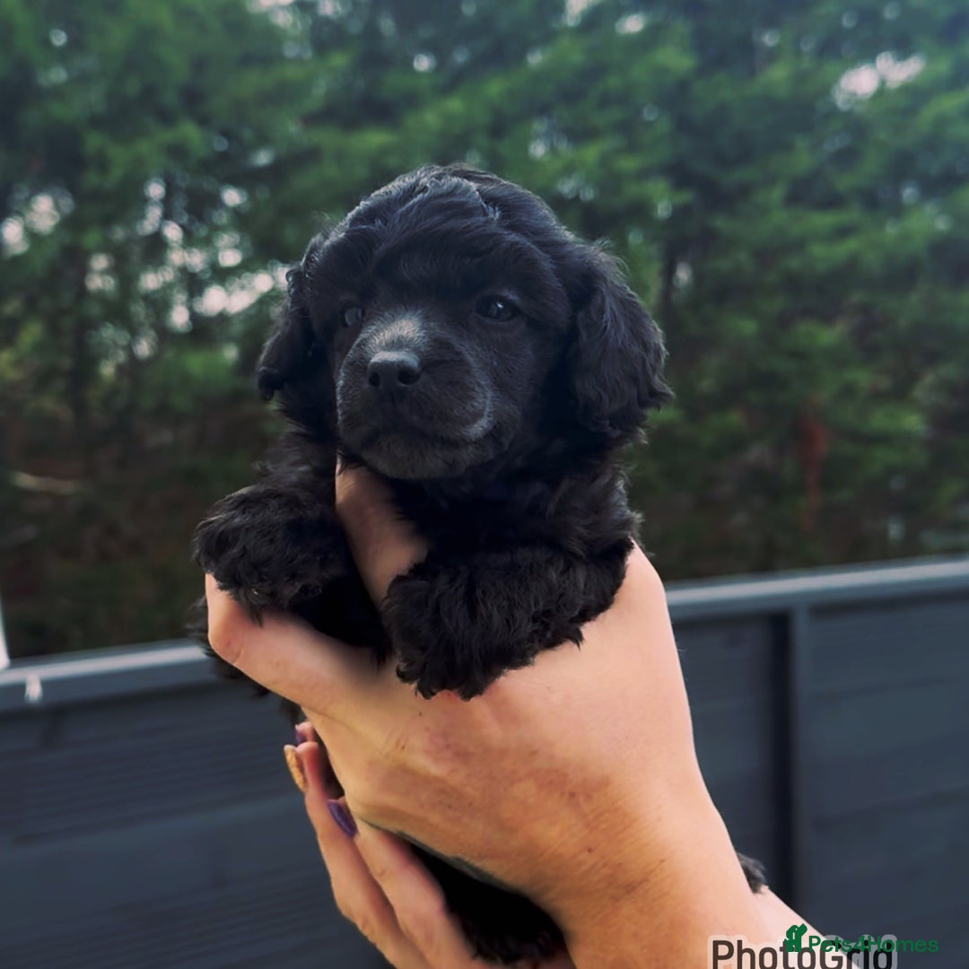 Miniature Poodle dogs for sale: Last one Silver mini poodles  - Advert 19