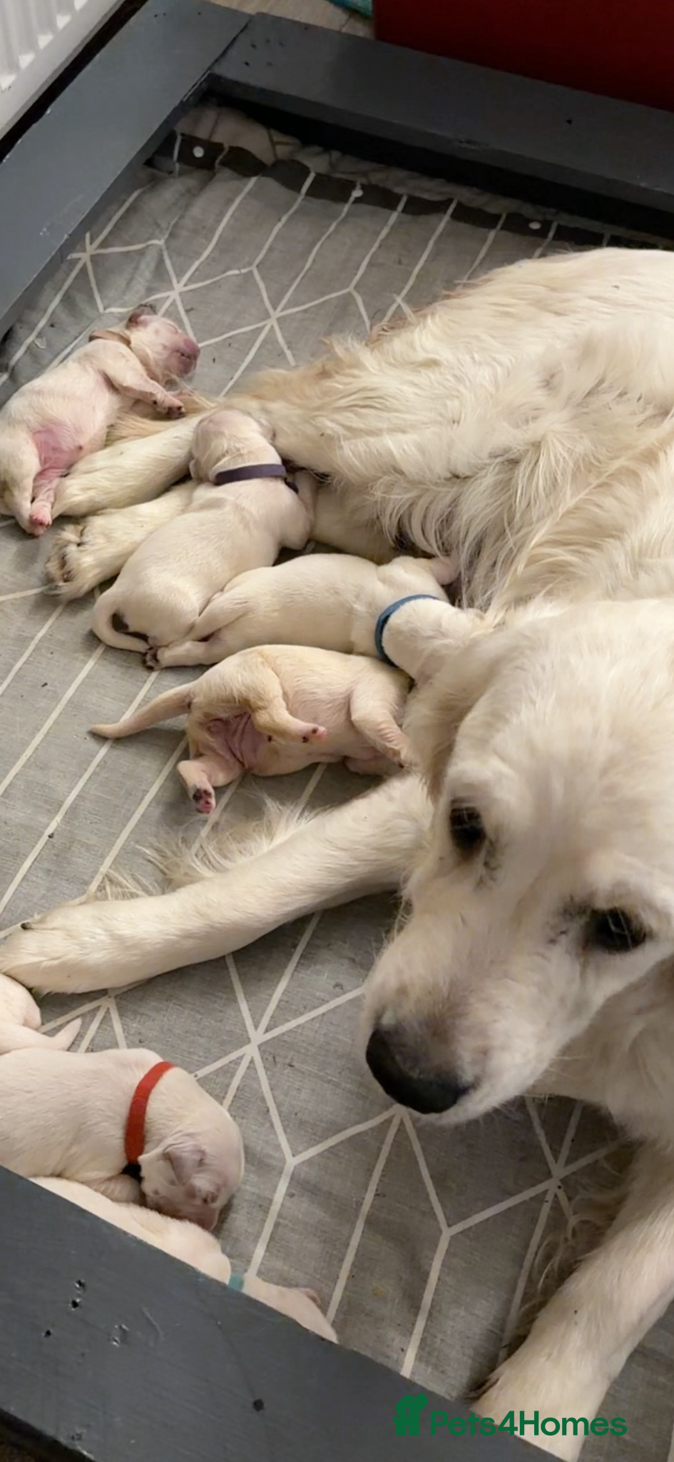 Golden Retriever dogs Outstanding KC Cream Golden Retriever Puppies - Advert 2