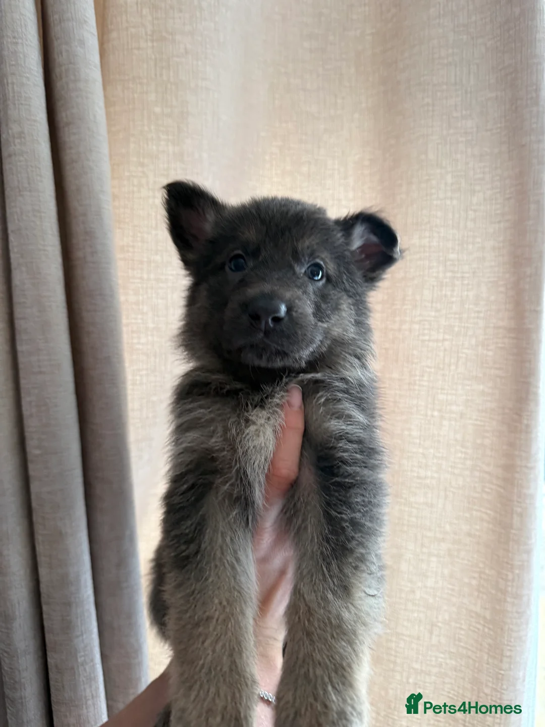 German Shepherd dogs for sale: German Shepherd Puppies - Advert 20