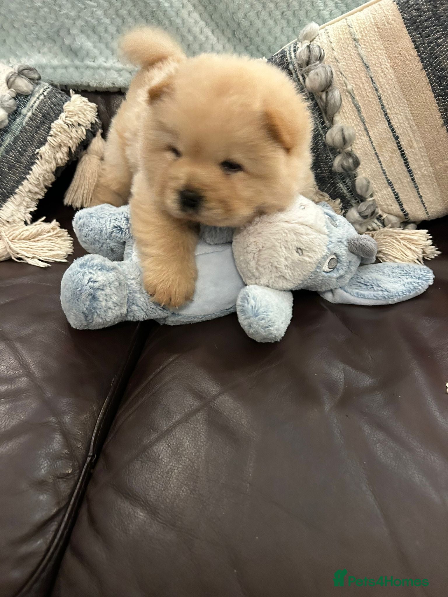 Chow Chow dogs Amazing cream chow chow puppy for sale  - Advert 10