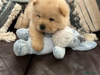 Chow Chow dogs Amazing cream chow chow puppy for sale - Advert 12