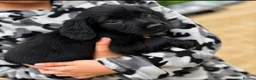 Cocker Spaniel dogs for sale: Beautiful mixed litter of Cocker pups in Ferryhill - Advert 6