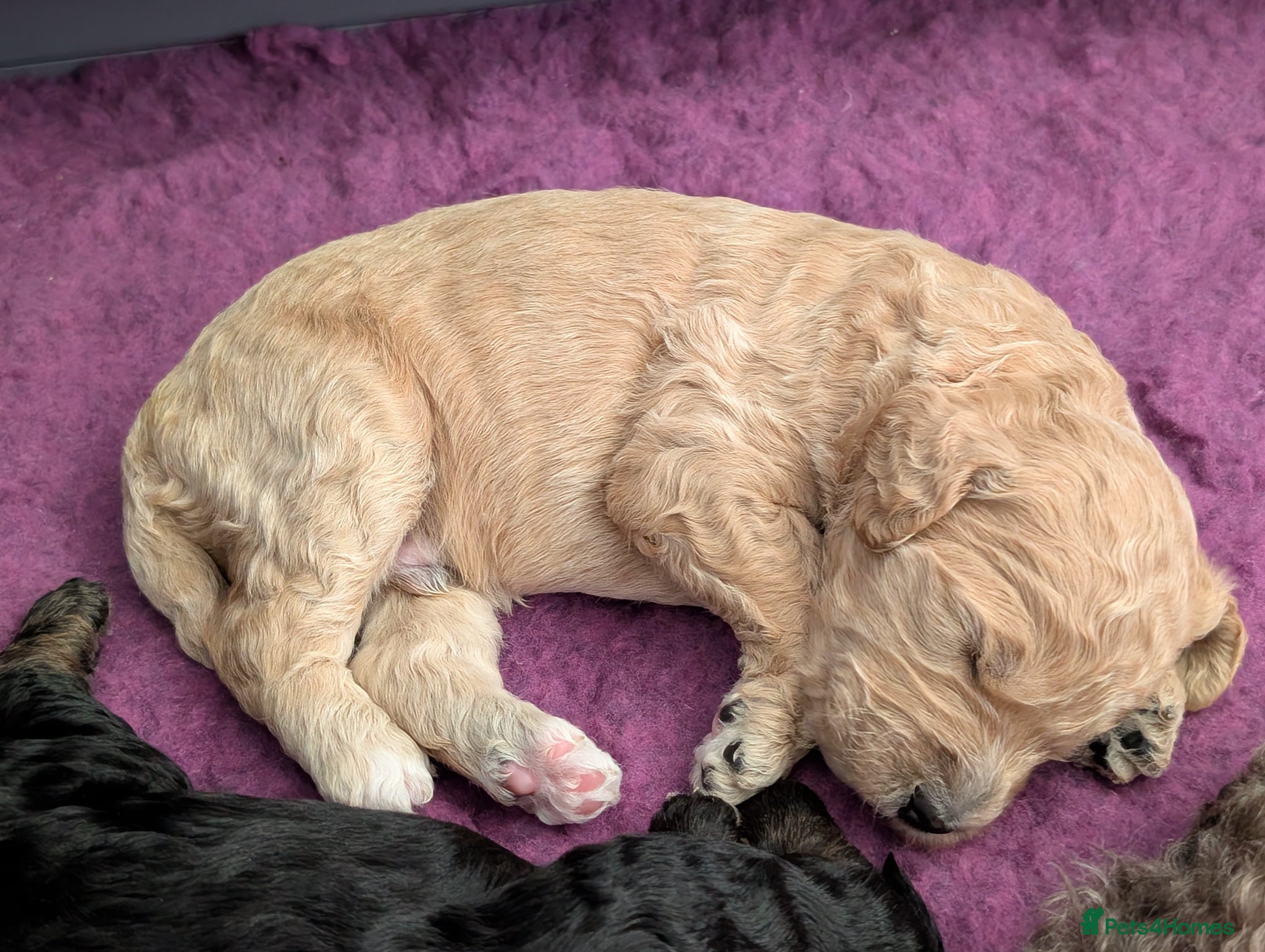 Goldendoodle dogs Goldendoodle Puppies  - Advert 2