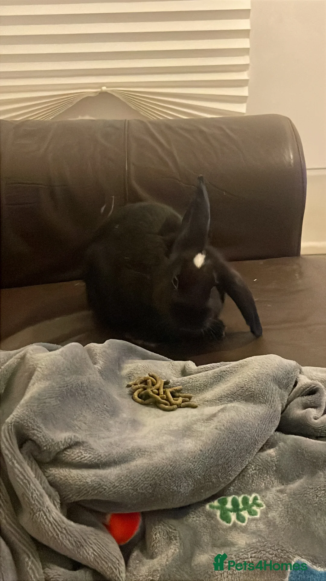 Mixed Breed rabbits for sale: 2 giant baby house rabbits in Dorchester - Advert 2