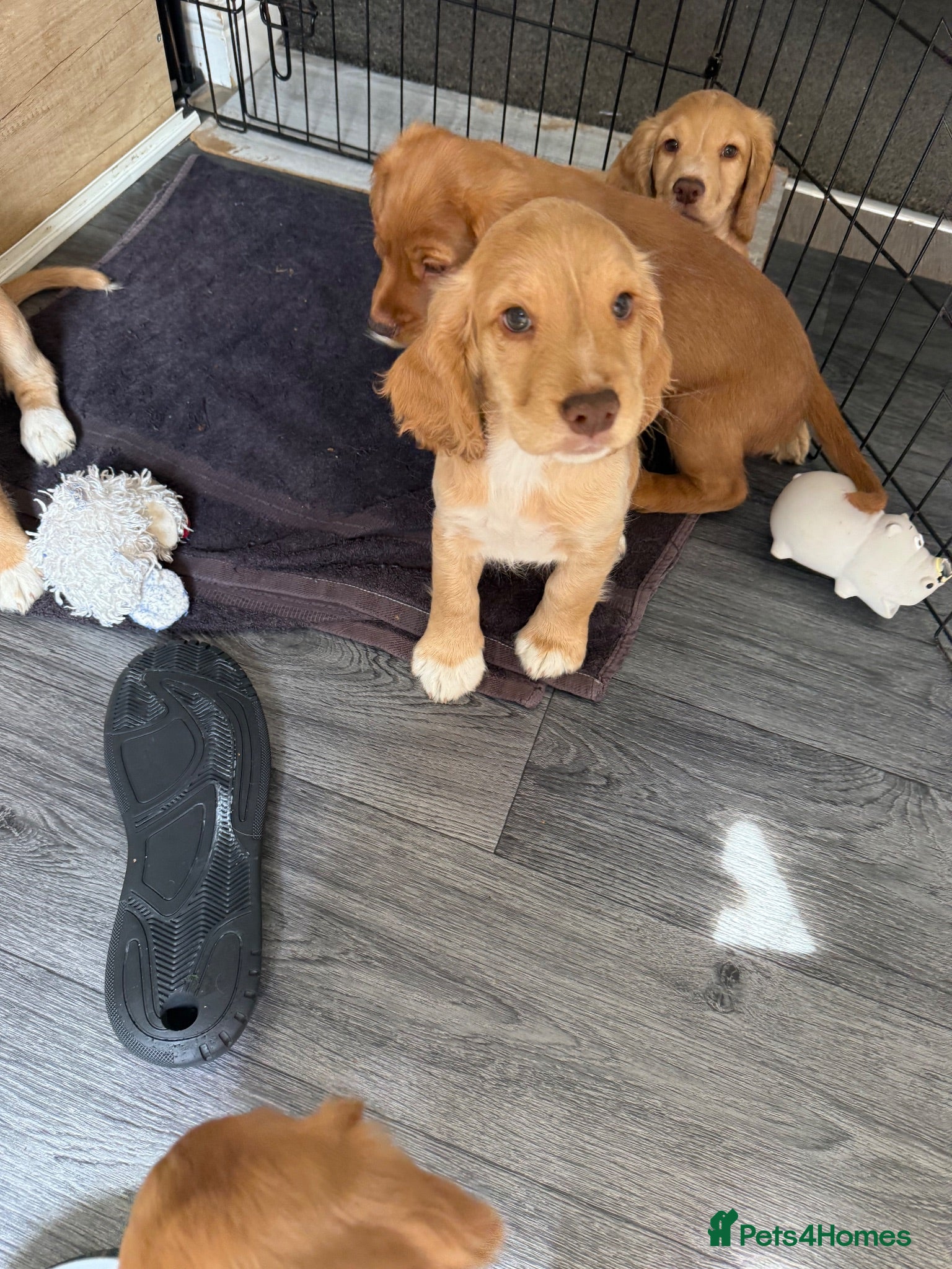 Cocker Spaniel dogs 4 Boys Ready to Re home Cockers  - Advert 11