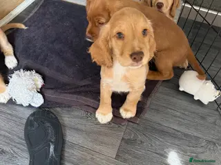 Cocker Spaniel dogs 4 Boys Ready to Re home Cockers - Advert 11