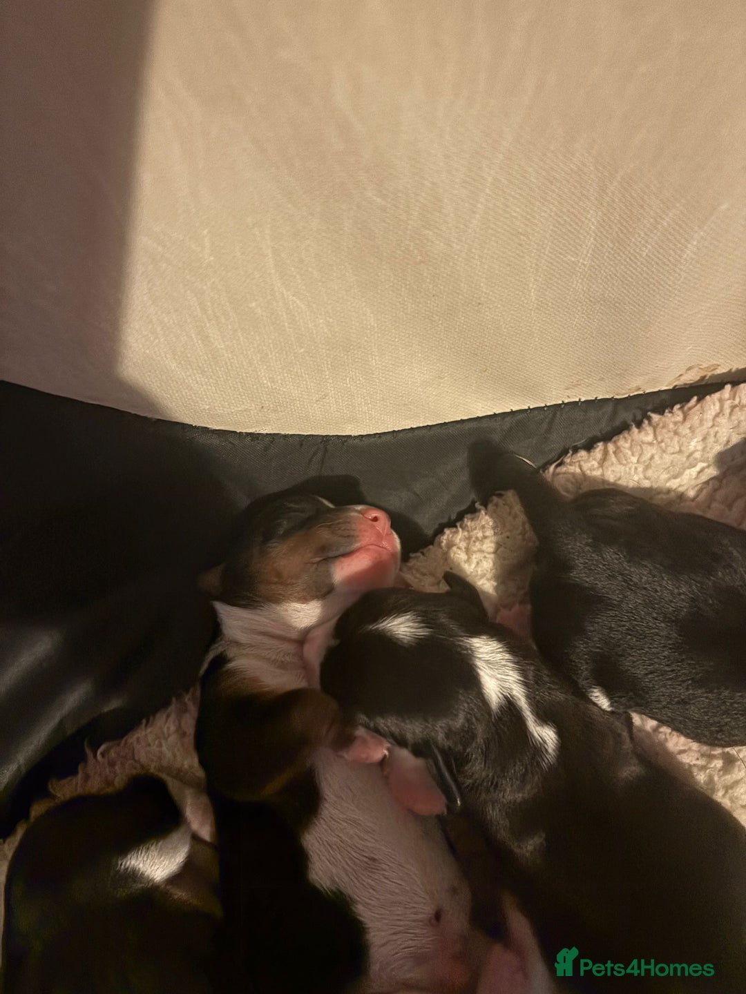 Jack Russell dogs for sale: Jack Russel pups - Advert 13