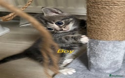 Mixed Breed cats for sale: Adorable kittens  - Image 9