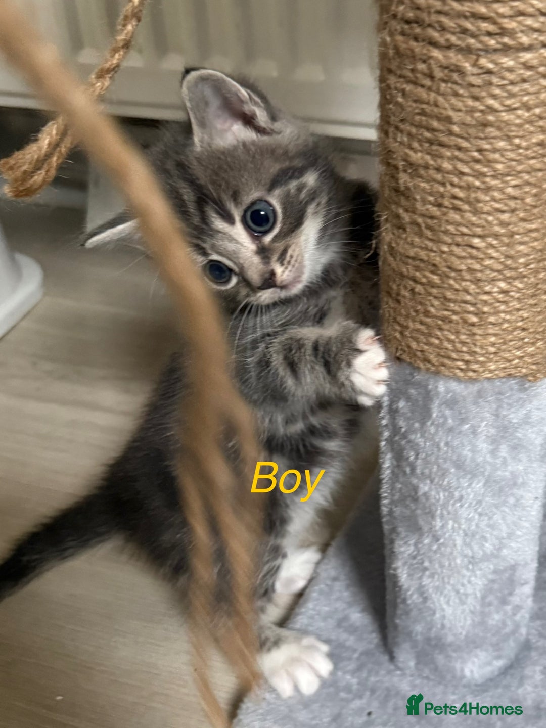 Mixed Breed cats for sale: Adorable kittens  - Image 9