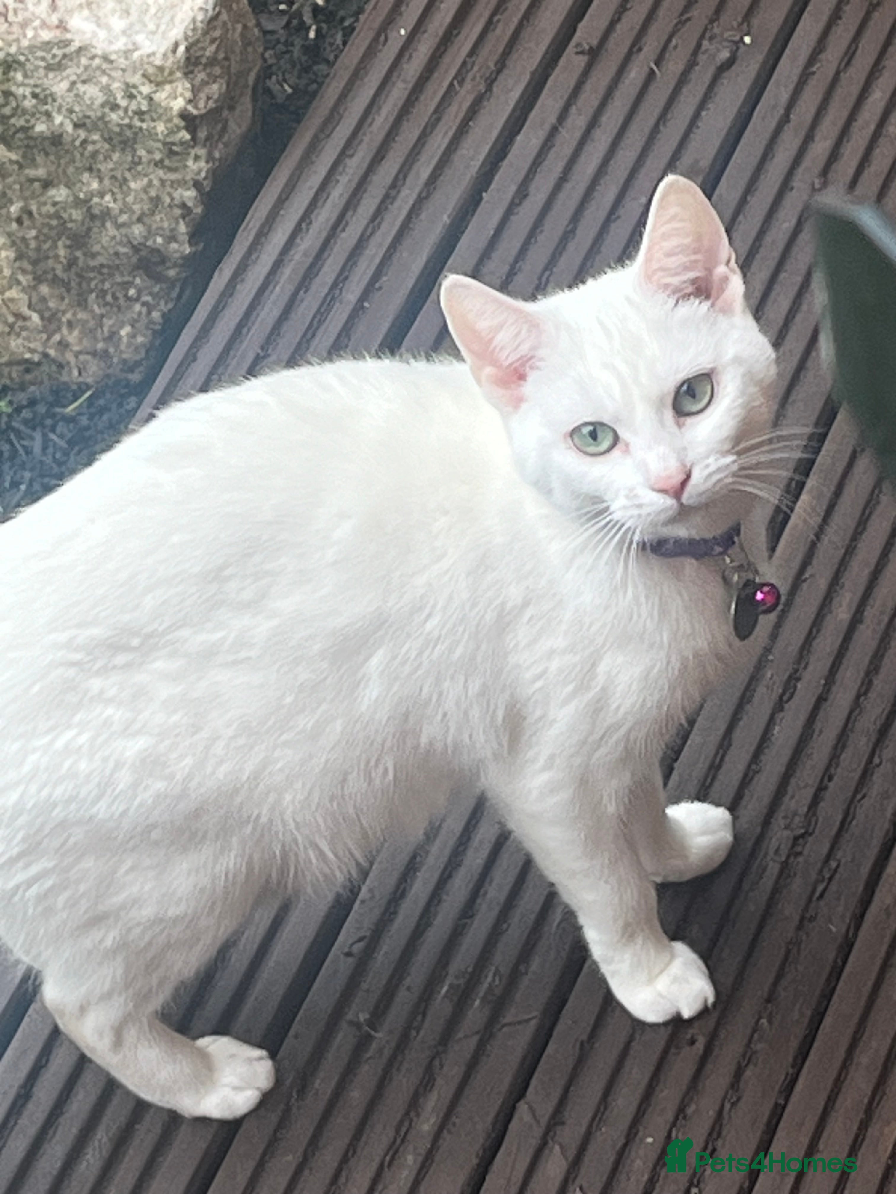 British Shorthair cats Beautiful Shorthair Kittens - Advert 1