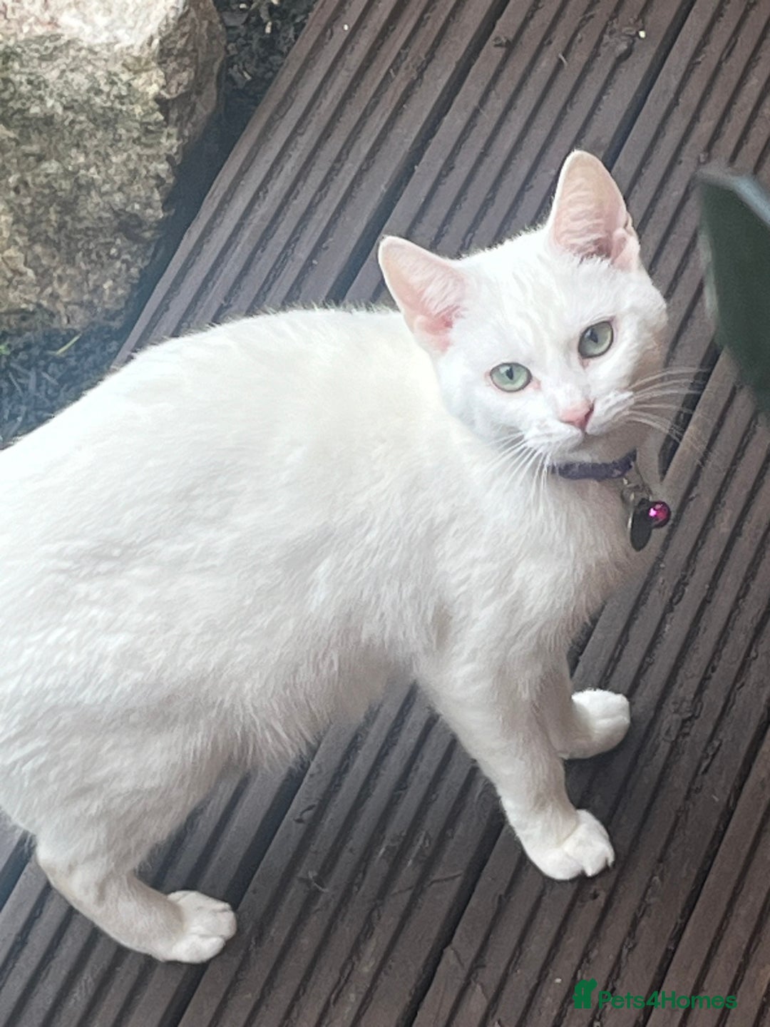 British Shorthair cats for sale: Beautiful Shorthair Kittens - Advert 1