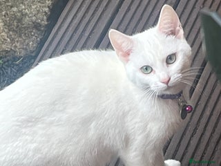 British Shorthair cats Beautiful Shorthair Kittens - Advert 1