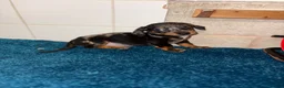 Dachshund dogs for sale: Miniature dachshund - Advert 15