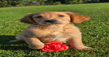 Golden Retriever dogs - Advert 3