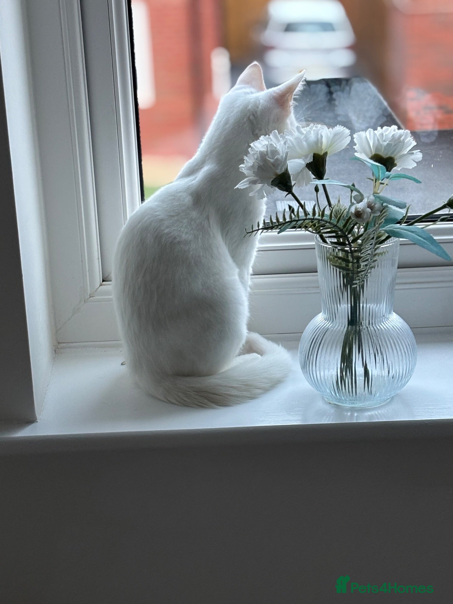 Domestic Shorthair cats White male kitten  - Advert 1