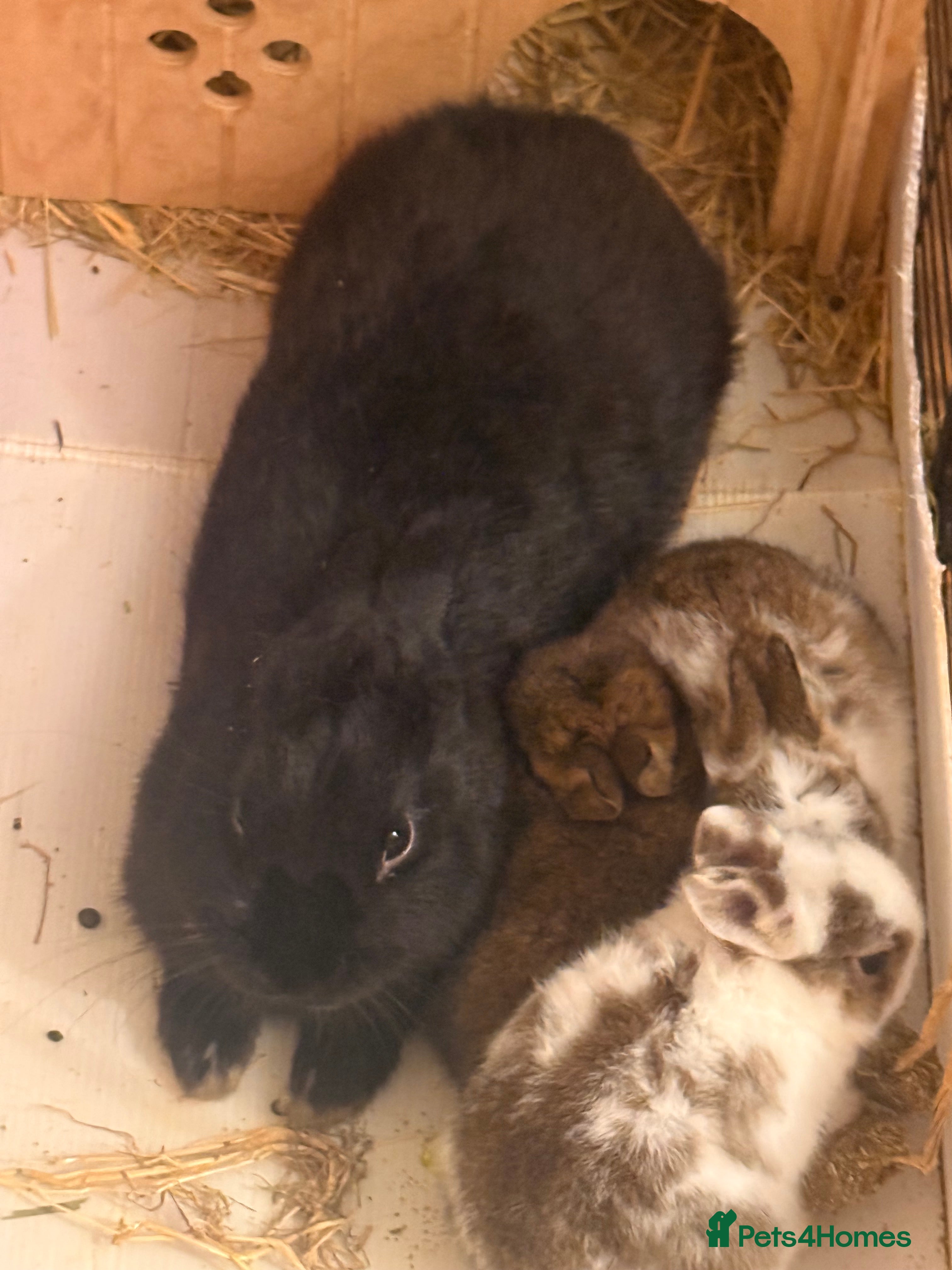 Mixed Breed rabbits Baby rabbits for sale - Advert 17