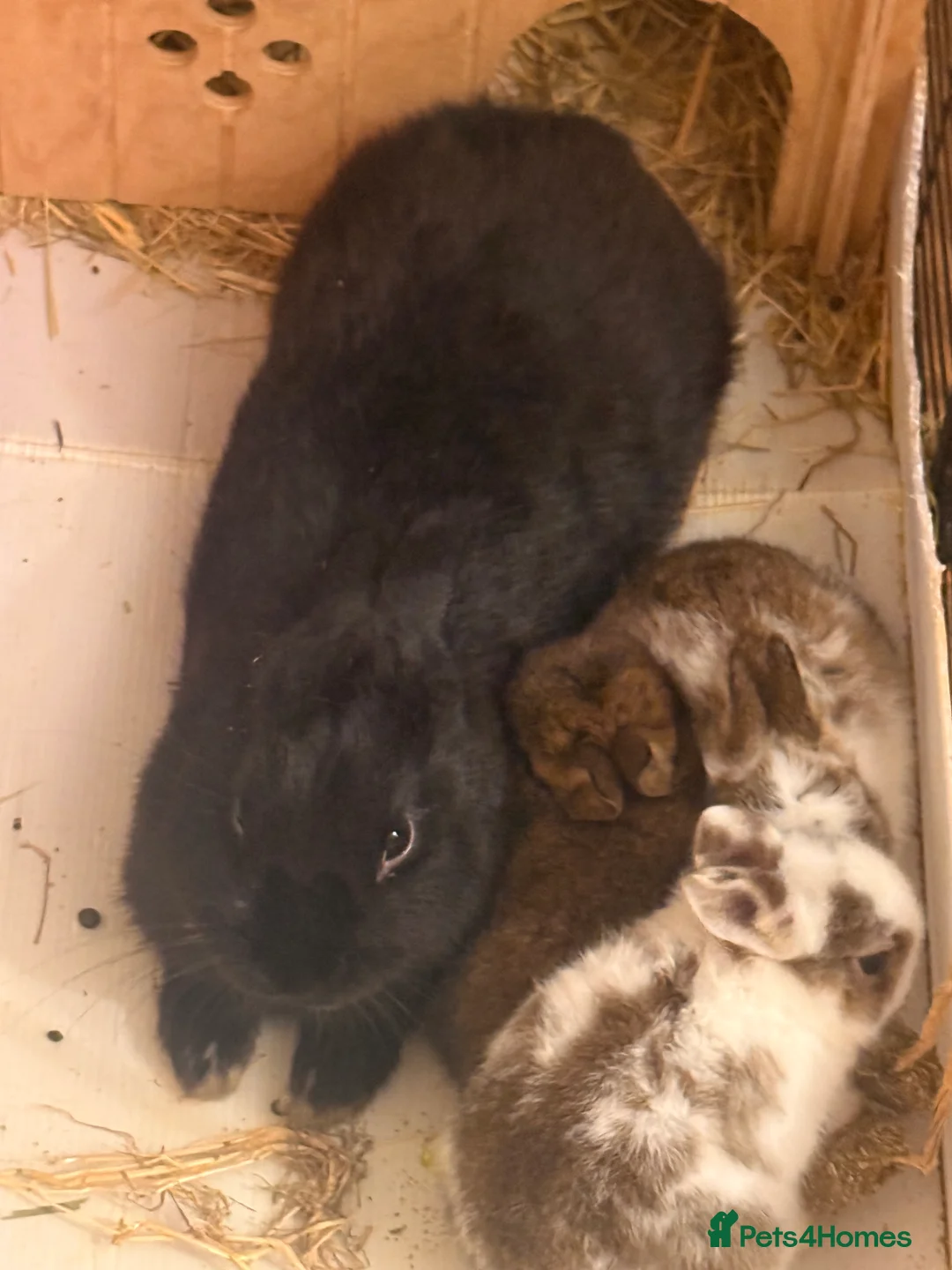 Mixed Breed rabbits for sale: Baby rabbits for sale BORN 15 February  - Advert 1