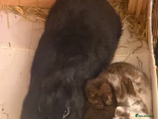 Mixed Breed rabbits Baby rabbits for sale - Advert 17