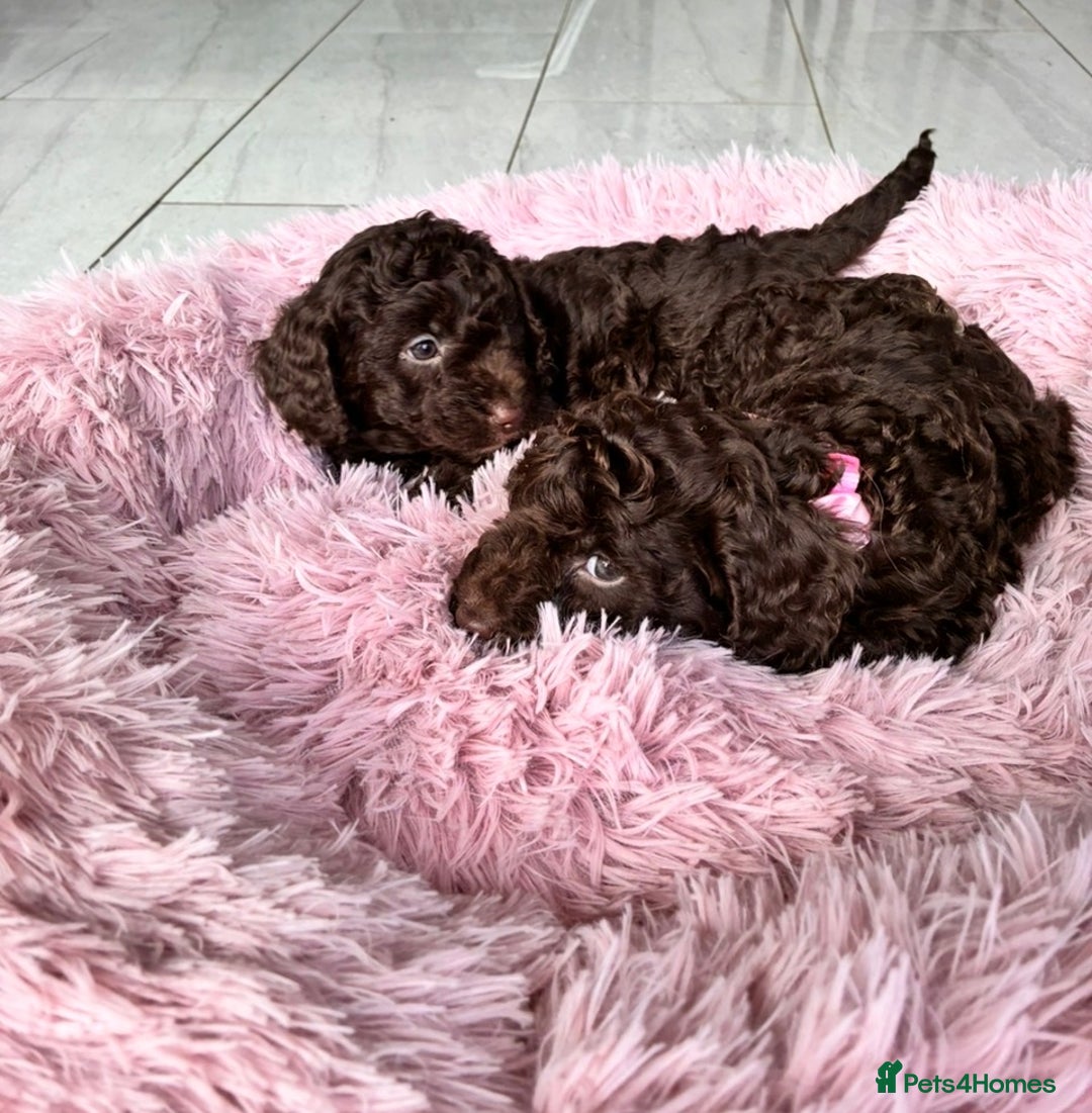 Cockapoo dogs for sale: Miniature cockapoos - Advert 4