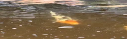 Koi Carp fish for sale: Fish pond plus fish  in Swadlincote - Advert 23