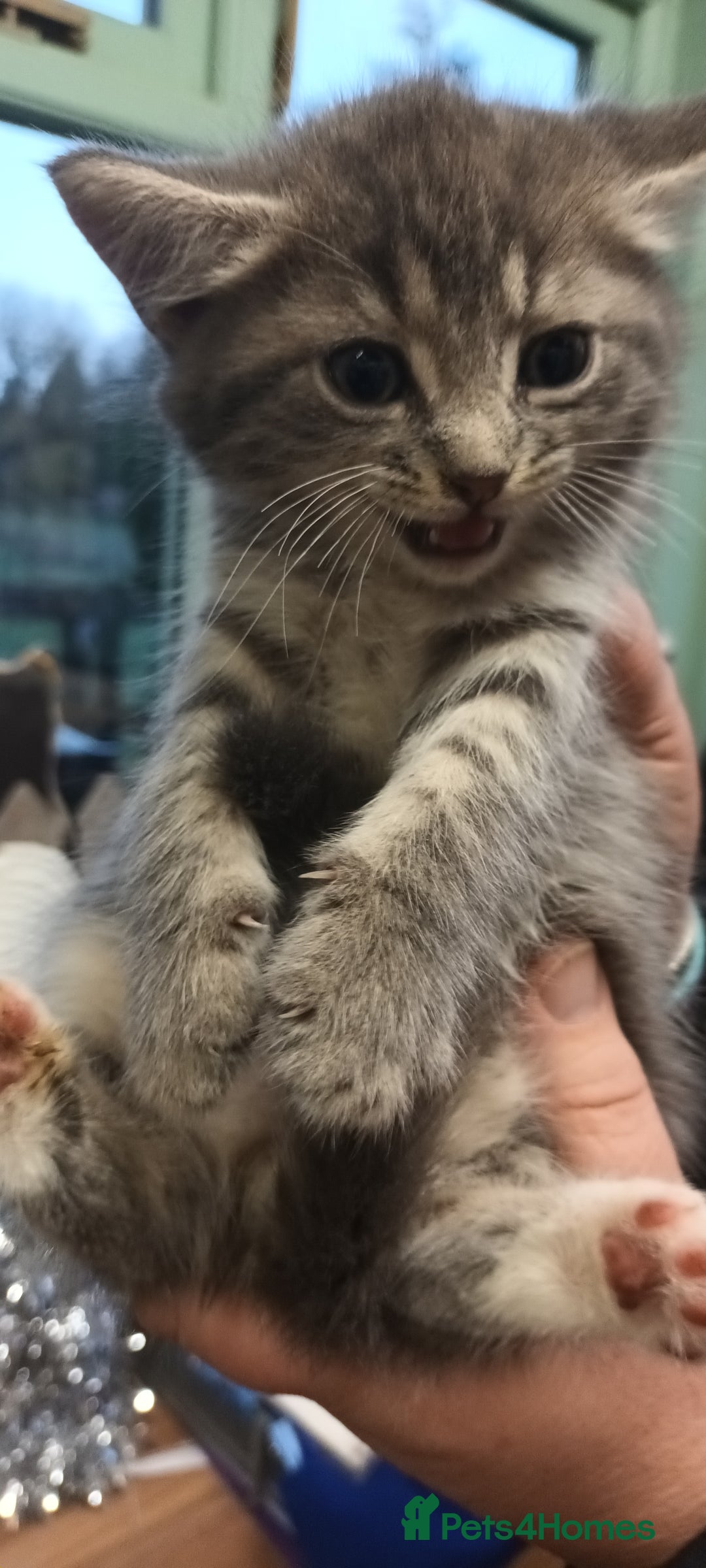 Mixed Breed cats for sale: GORGEOUS KITTENS FOR SALE - Advert 8