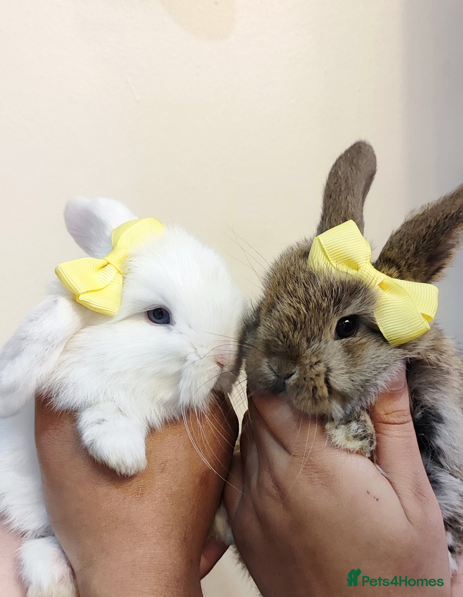 Mini Lop rabbits Beautiful mini lop x mini lop lion head  - Advert 4