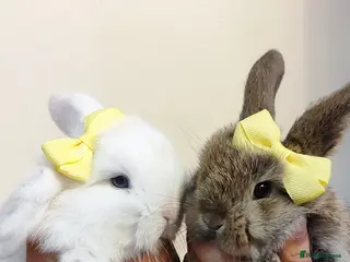 Mini Lop rabbits Beautiful mini lop x mini lop lion head - Advert 4