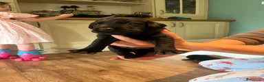 Labrador Retriever 2