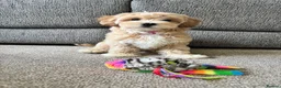 Maltipoo dogs for sale: Maltipoo puppy in Nottingham - Advert 3